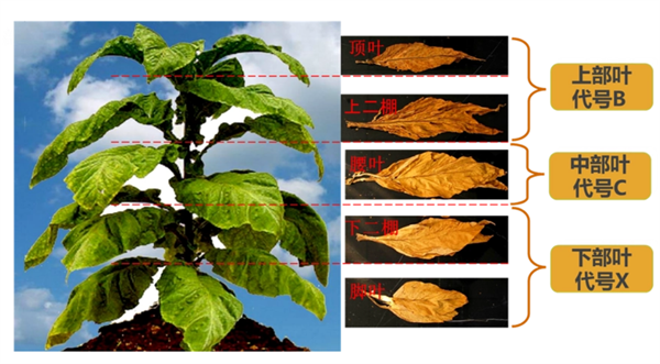 煙葉怎么分級(jí)？煙葉分級(jí)原理和方法